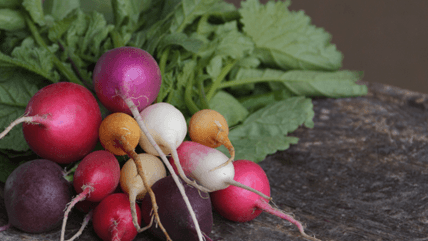 como cultivar rabanetes