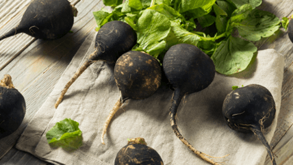 como cultivar rabanetes