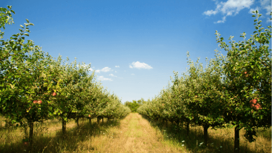 pomar árvores de fruto