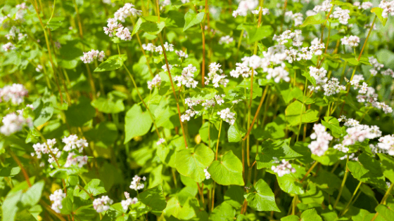 adubos verdes trigo sarraceno