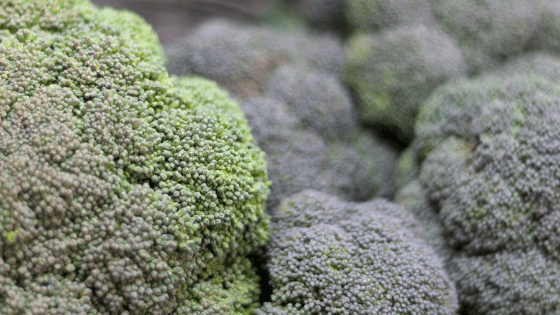 como cultivar brócolos