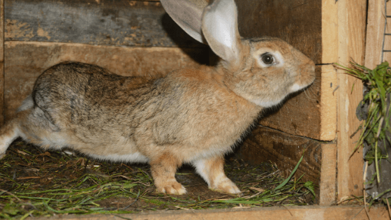 criação de coelhos