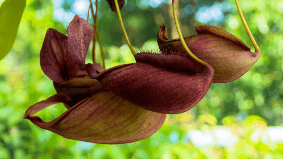 plantas carnívoras