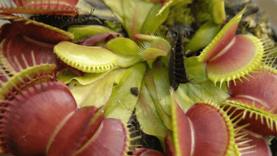 plantas carnívoras