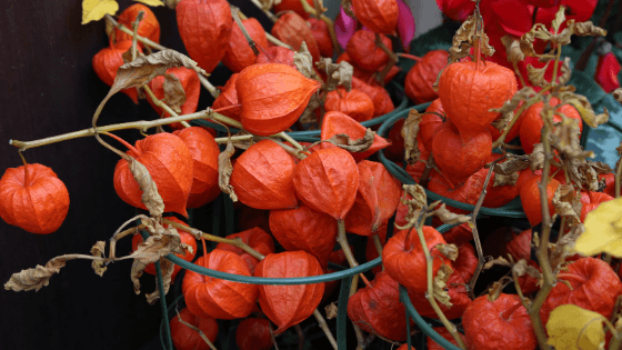 como cultivar fisális