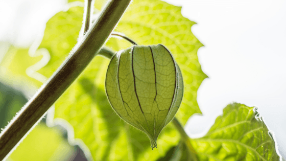 como cultivar fisális