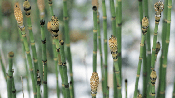 cultivar cavalinha