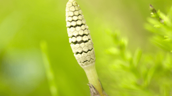 como cultivar cavalinha
