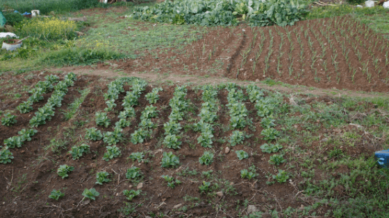 como ter uma horta ecológica