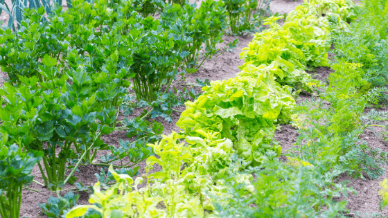 como ter uma horta ecológica