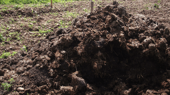 como ter uma horta ecológica