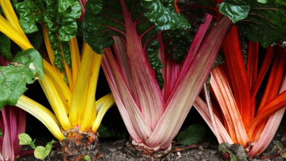 como cultivar couves