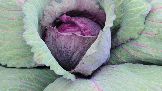 como cultivar couves