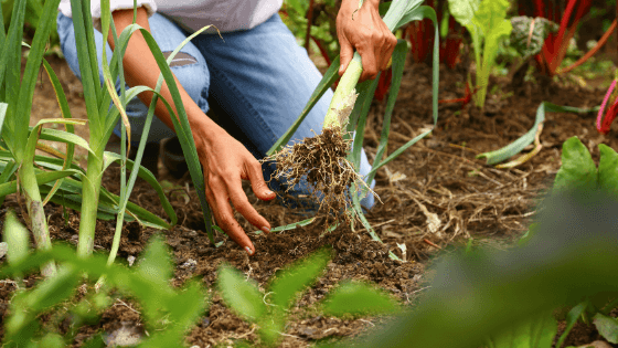Como cultivar alho francês