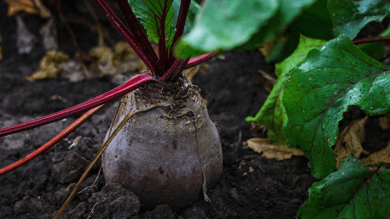 como cultivar beterraba