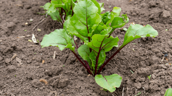 como cultivar beterraba