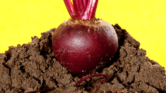 como cultivar beterraba