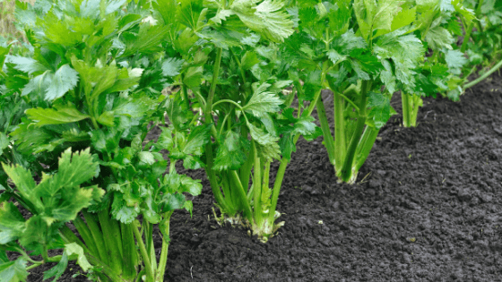 como cultivar aipo