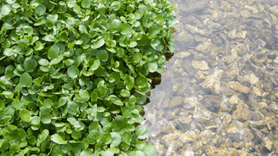 como cultivar agrião