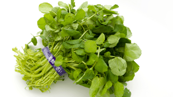 como cultivar agrião