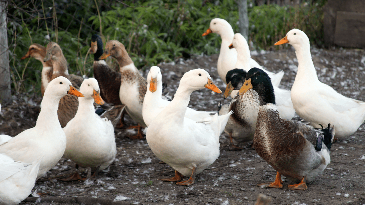 como criar patos