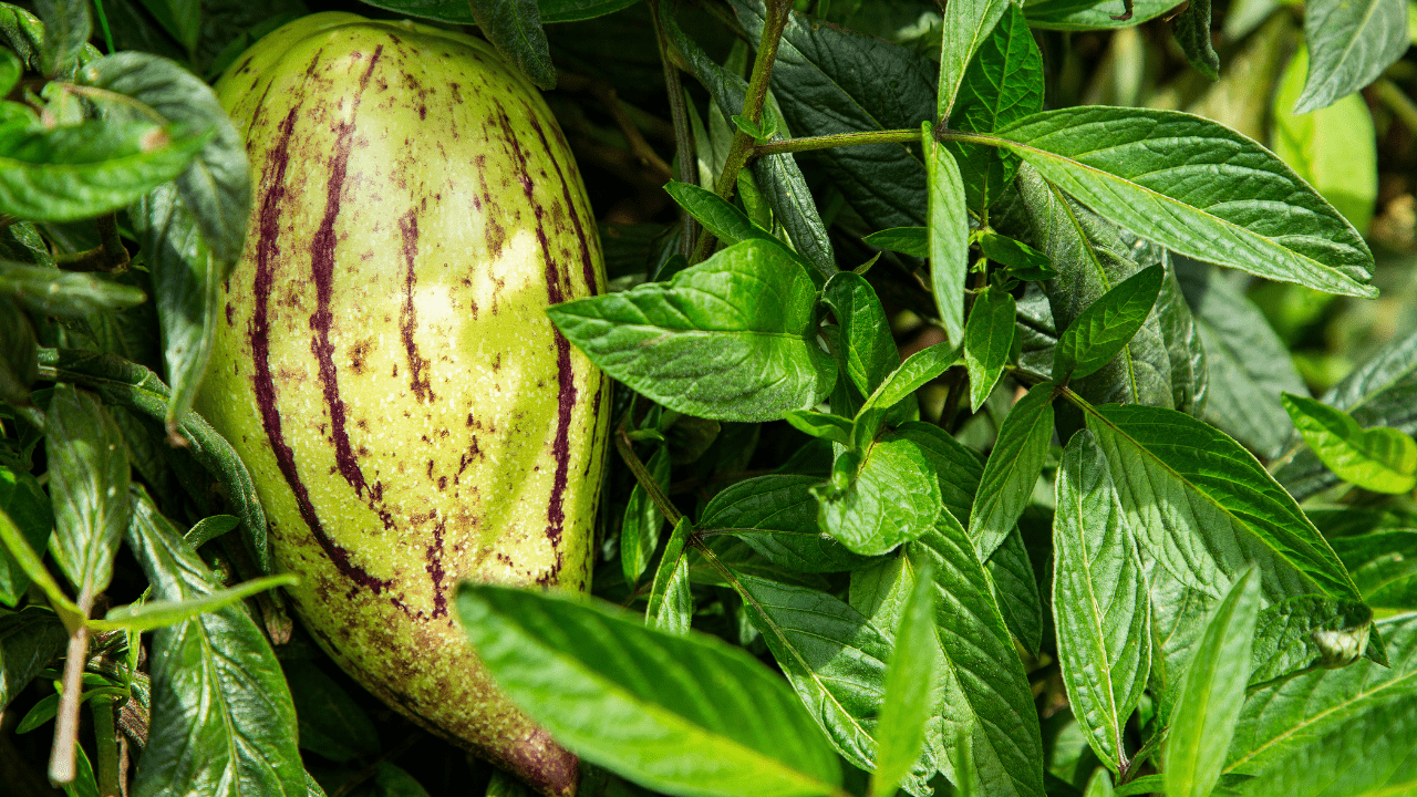 como cultivar pera-melão