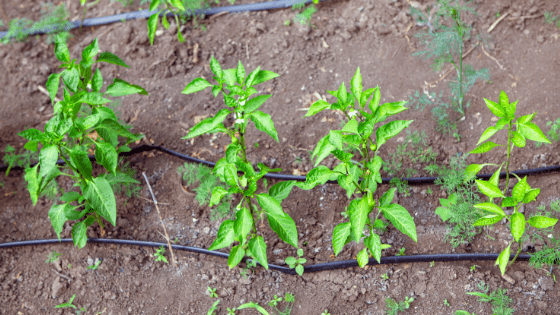 como cultivar pimentos