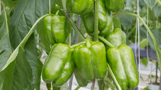 como cultivar pimentos