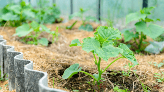 como cultivar pepino