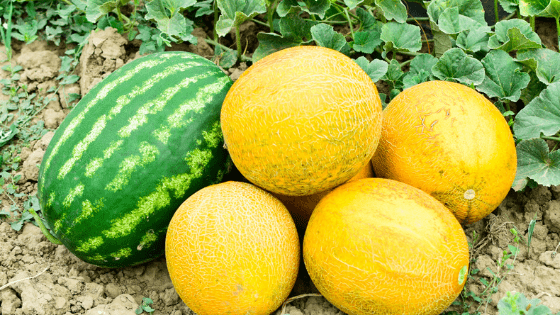 como cultivar melão