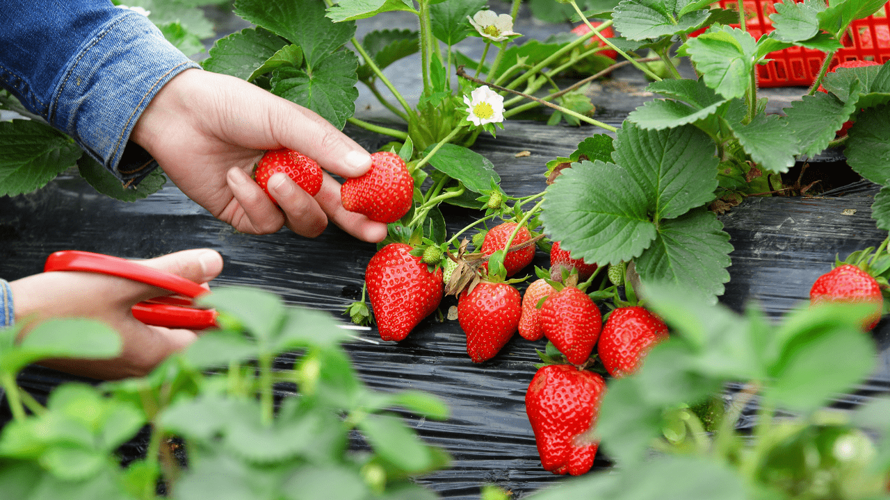 variedades muito produtivas de morango