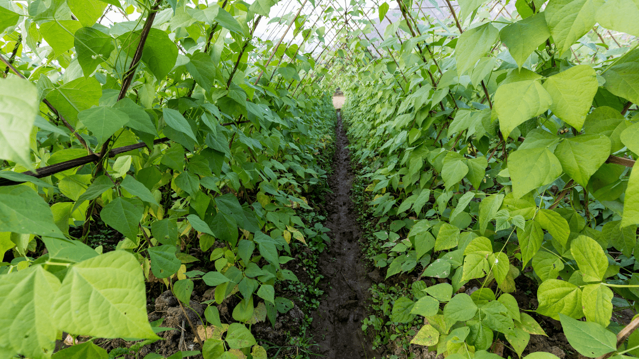 como cultivar feijao verde em estufa