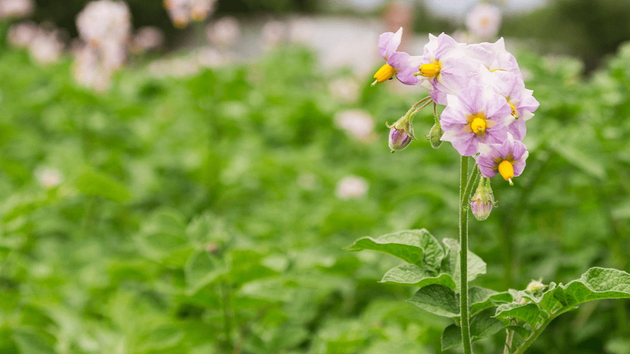 escaravelho da batata