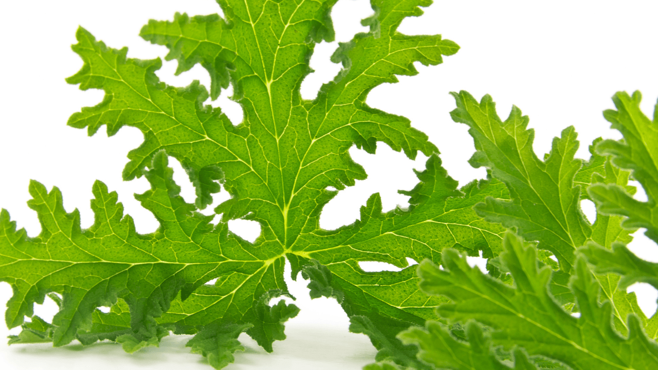 plantas repelentes de moscas
