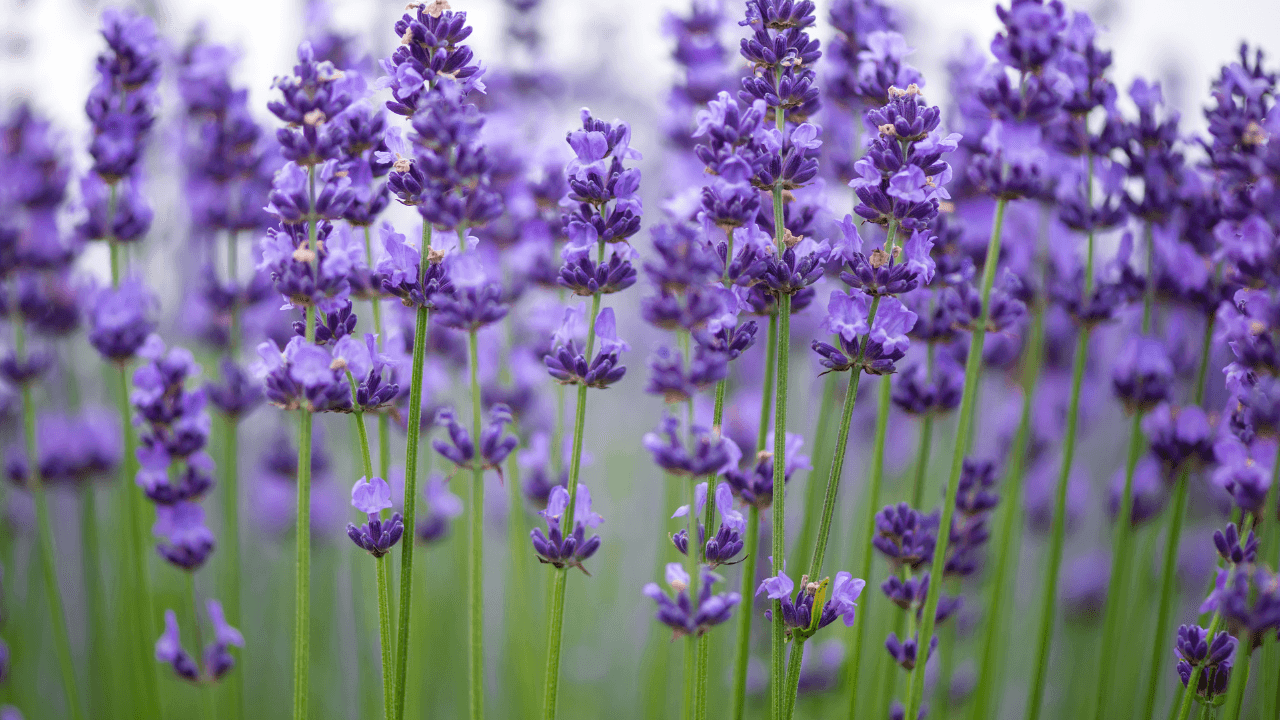 plantas repelentes de mosquitos