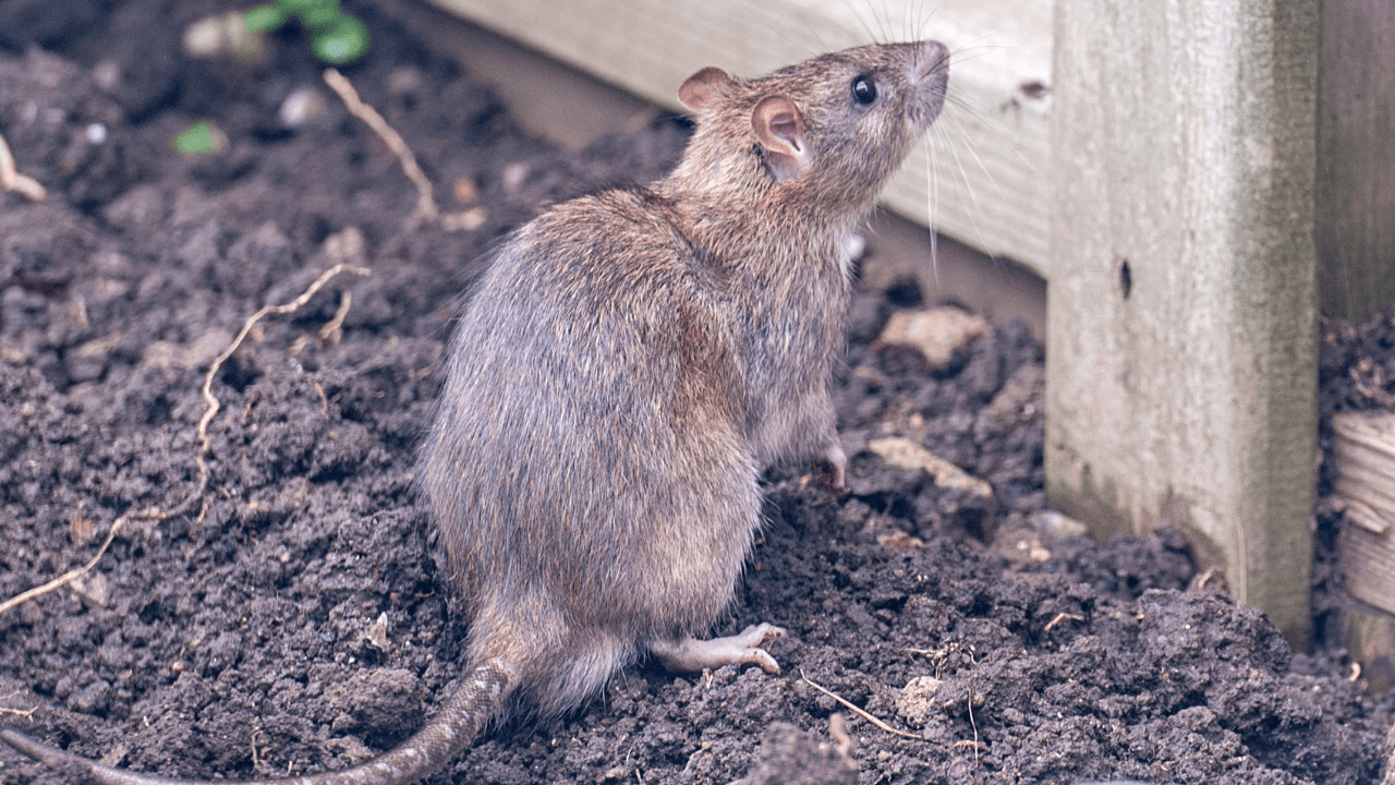 como  afastar ratos da horta