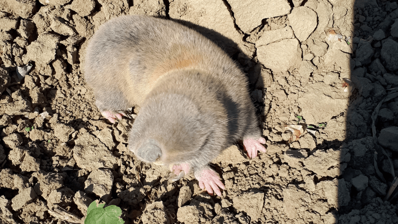 como afastar ratos