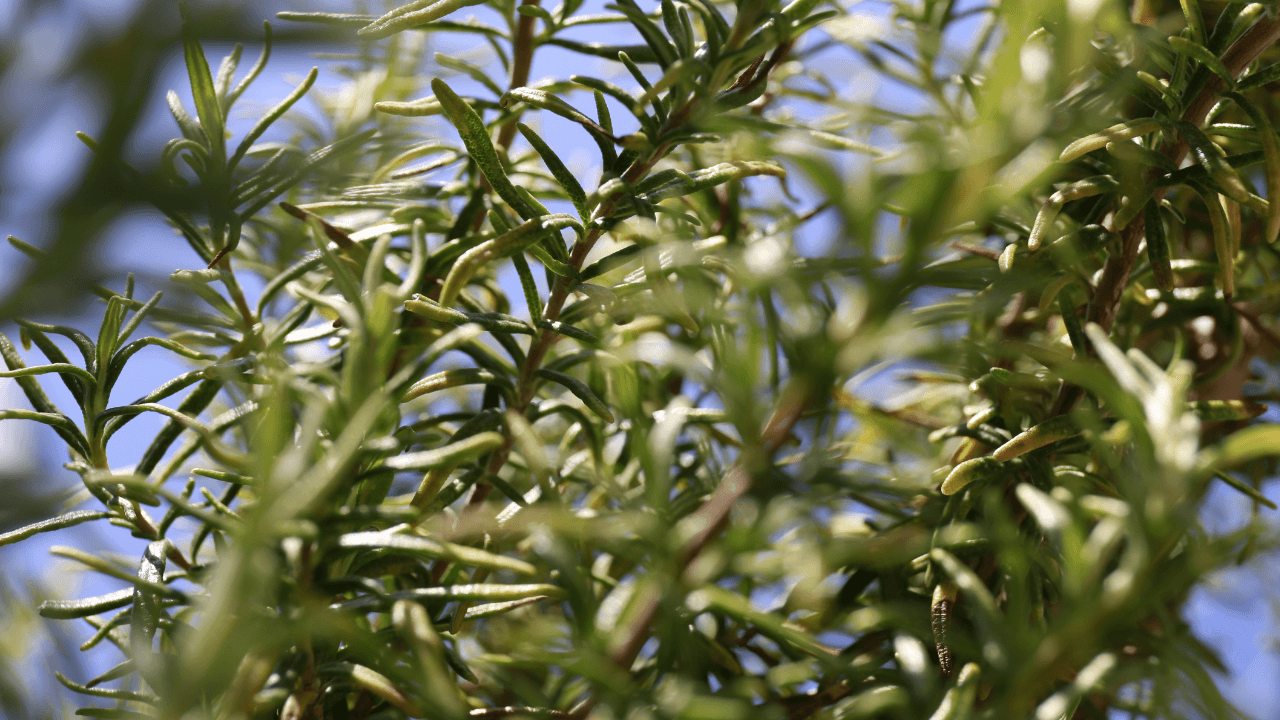 Cultivar ervas aromáticas em apartamento