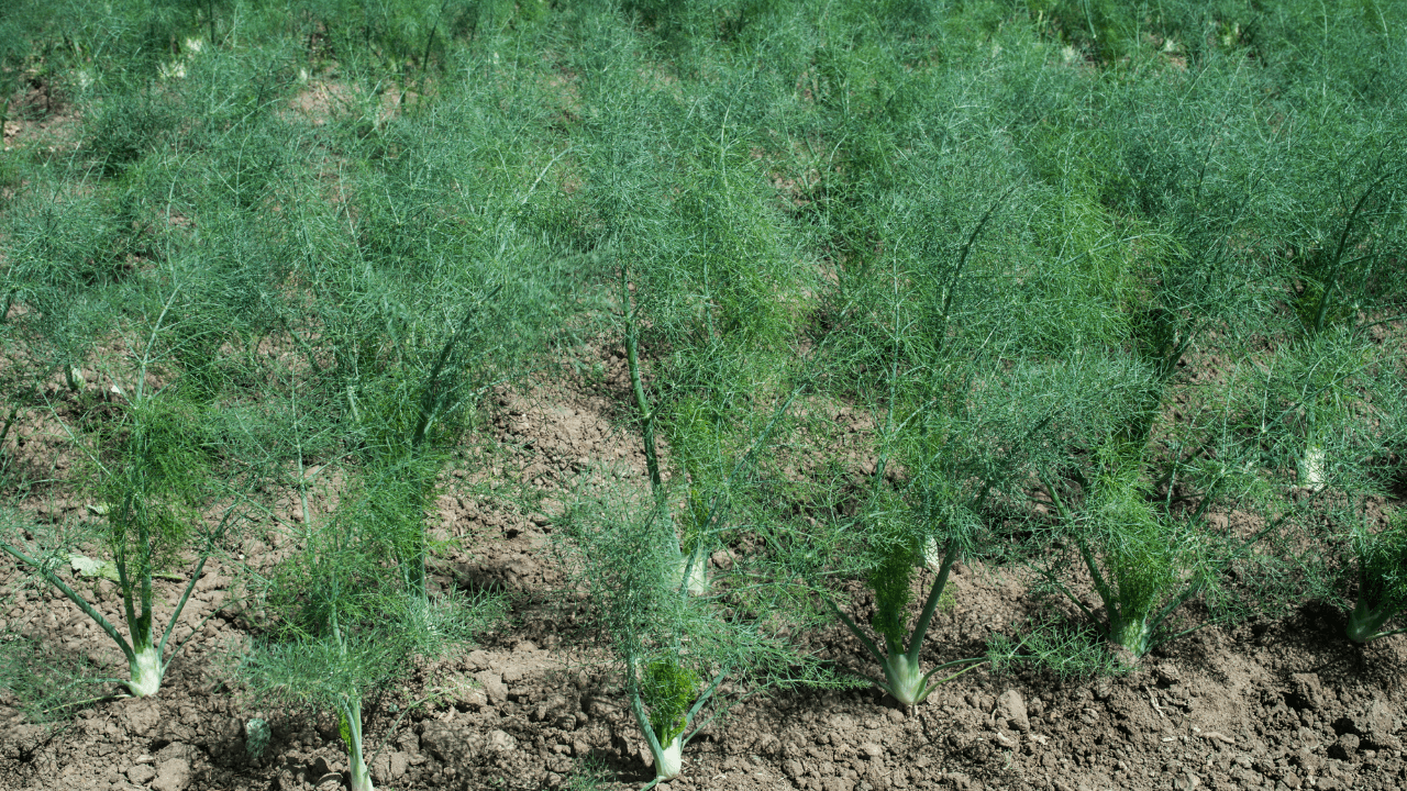 dicas cultivar funcho