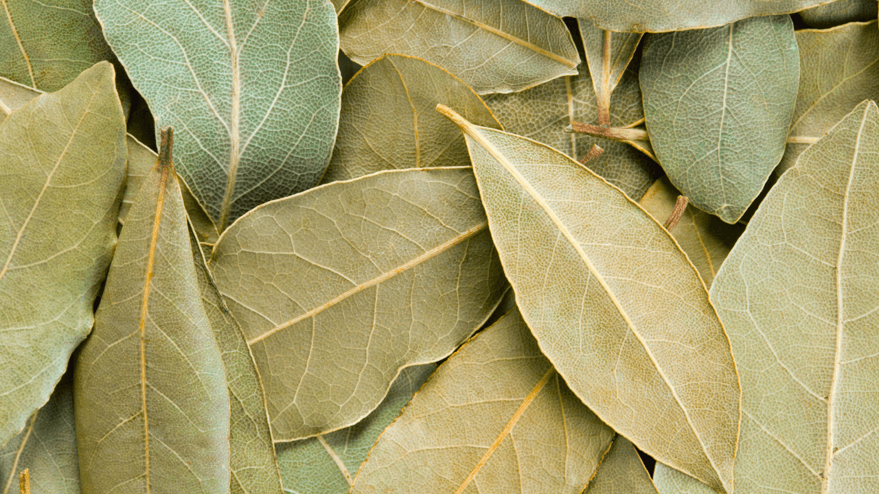 Cultivar ervas aromáticas na varanda