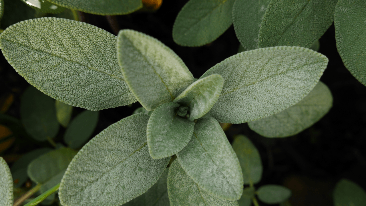 Cultivar ervas aromáticas em apartamento