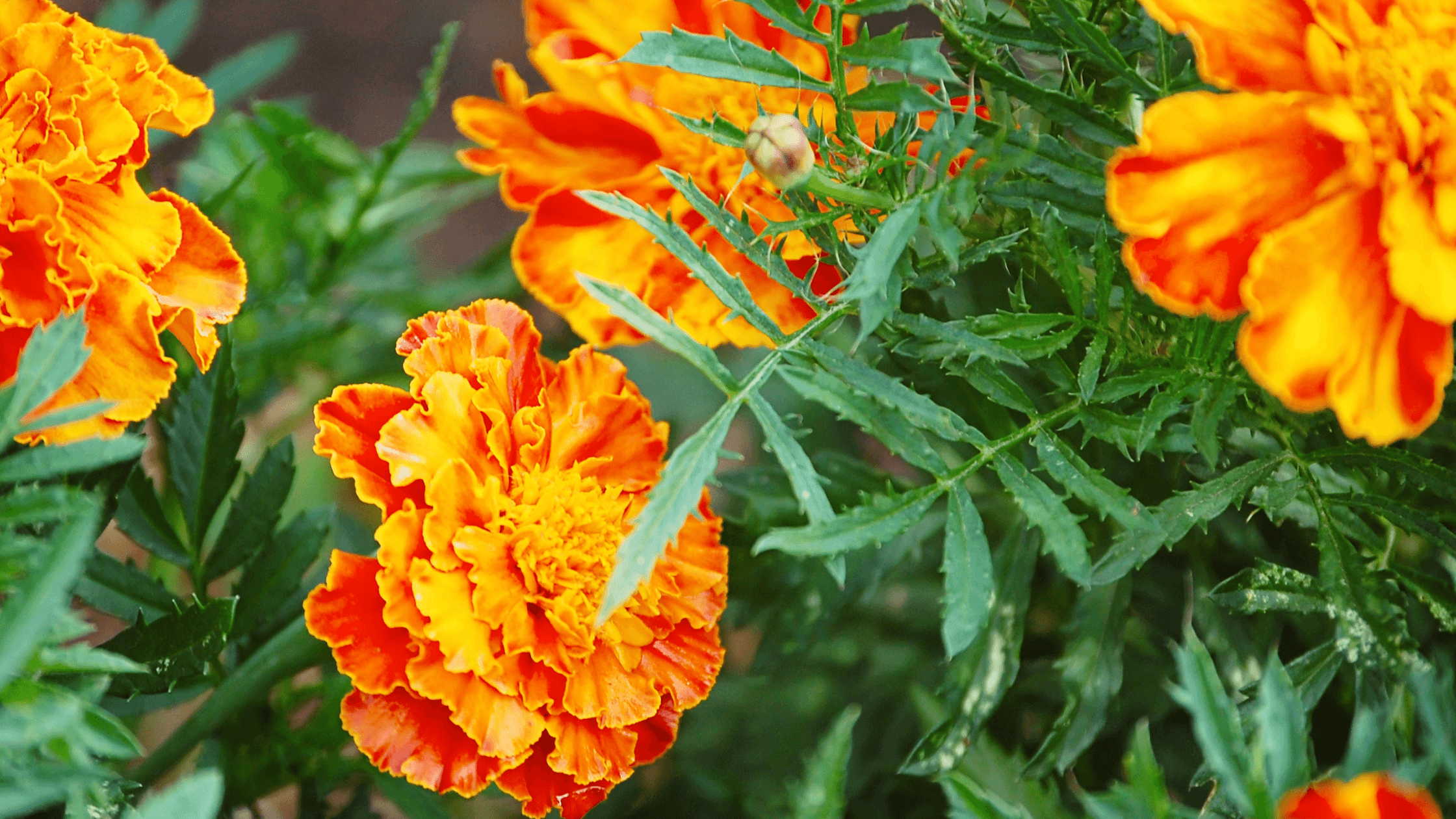tagetes na horta