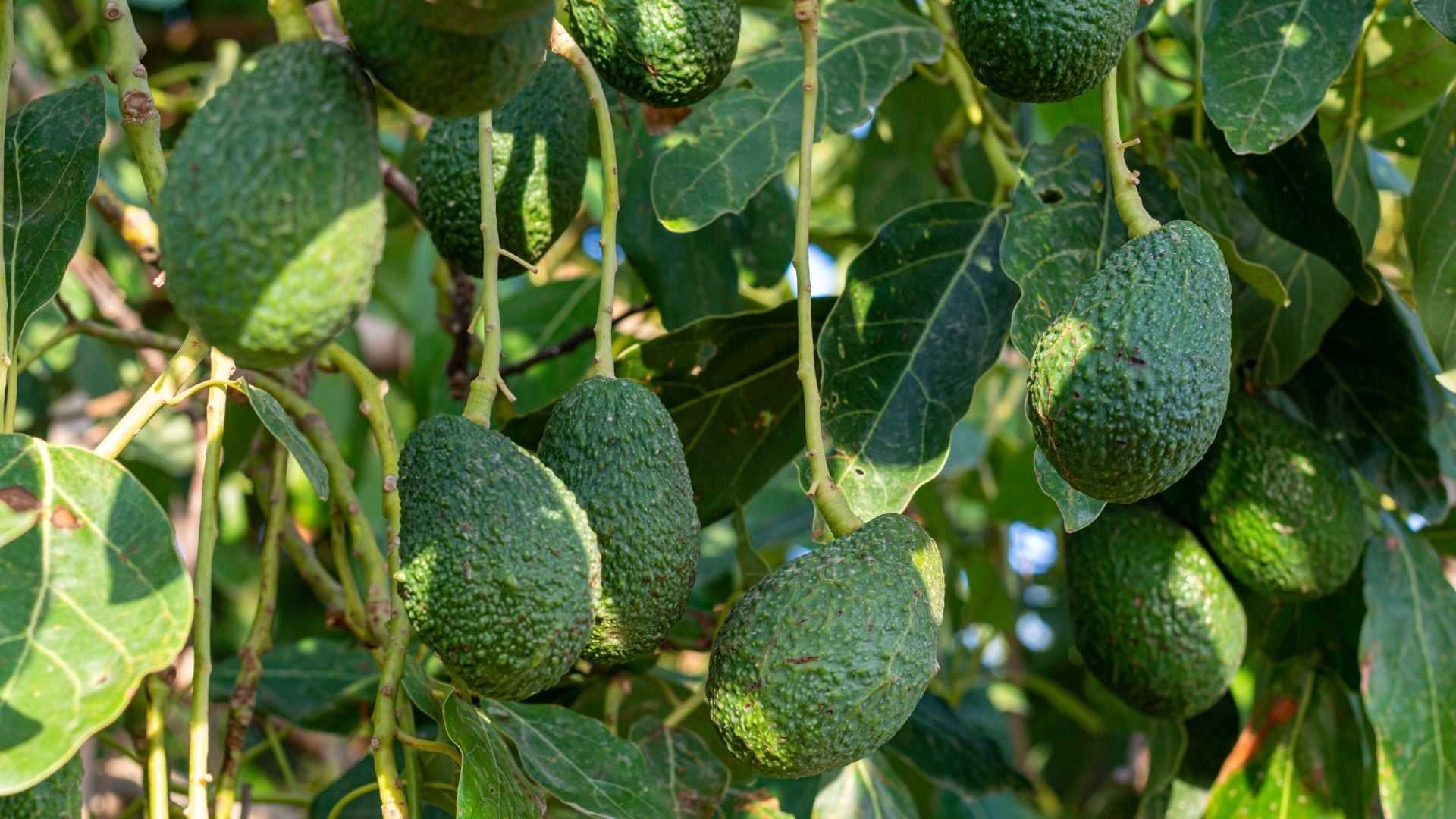 fruteiras tropicais abacate