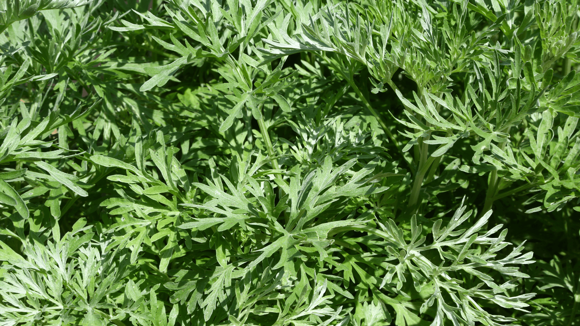 plantas companheiras absinto