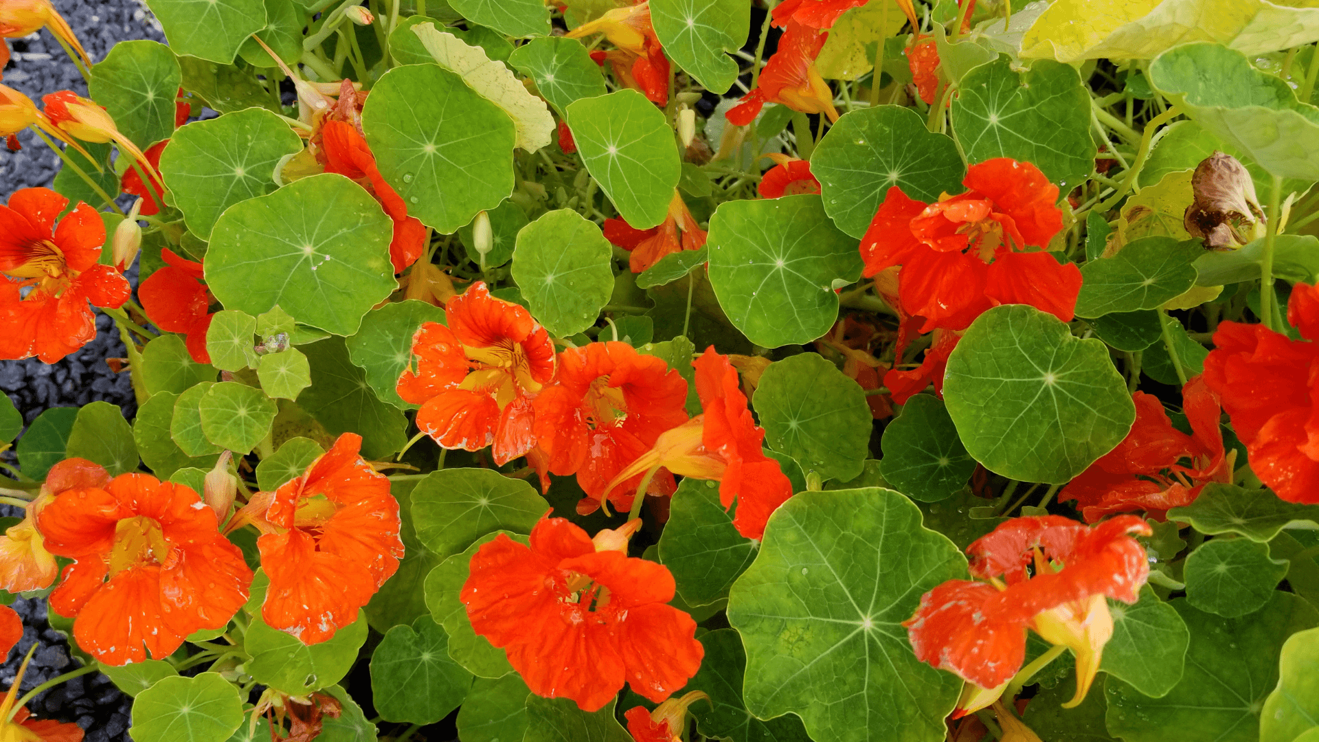 plantas companheiras