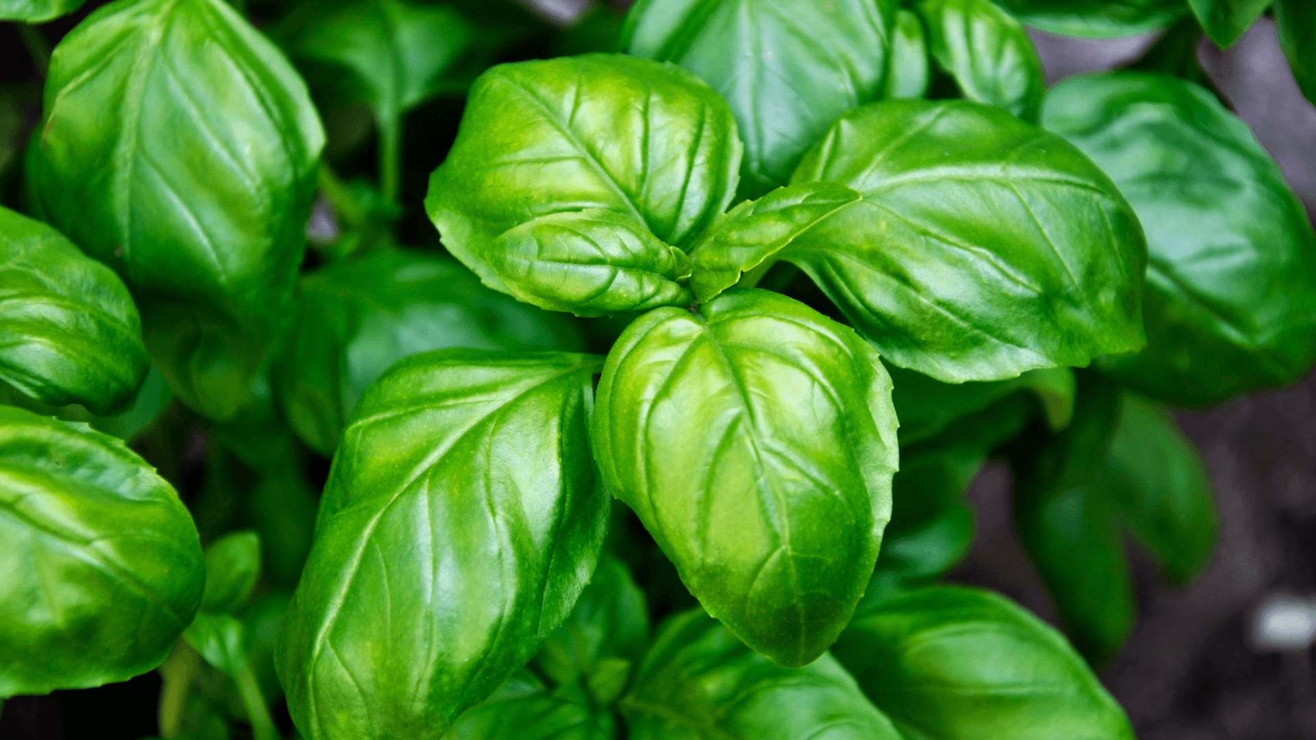 plantas companheiras