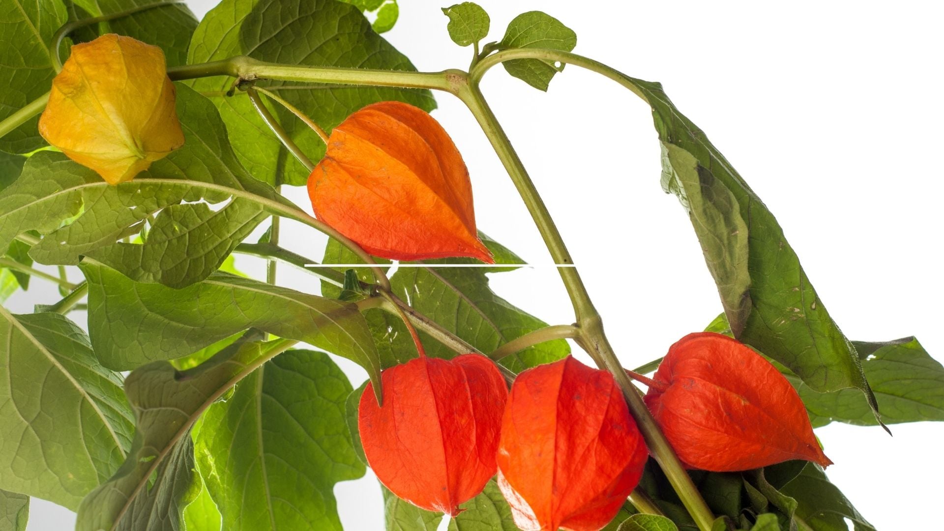 fruteiras tropicais