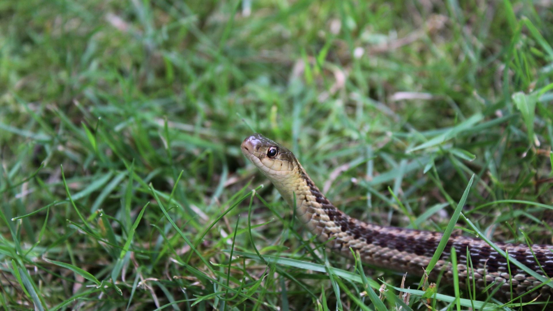 como afastar cobras do quintal