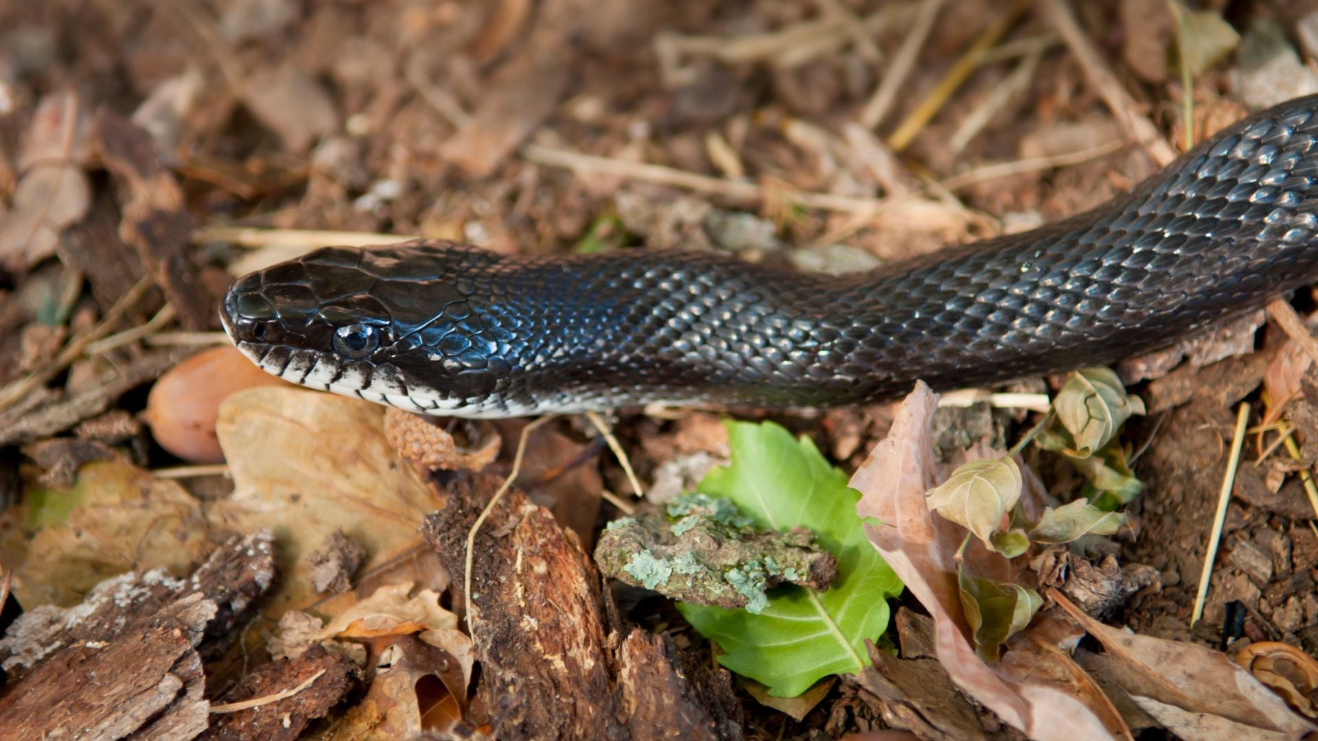 plantas para afastar cobras da horta
