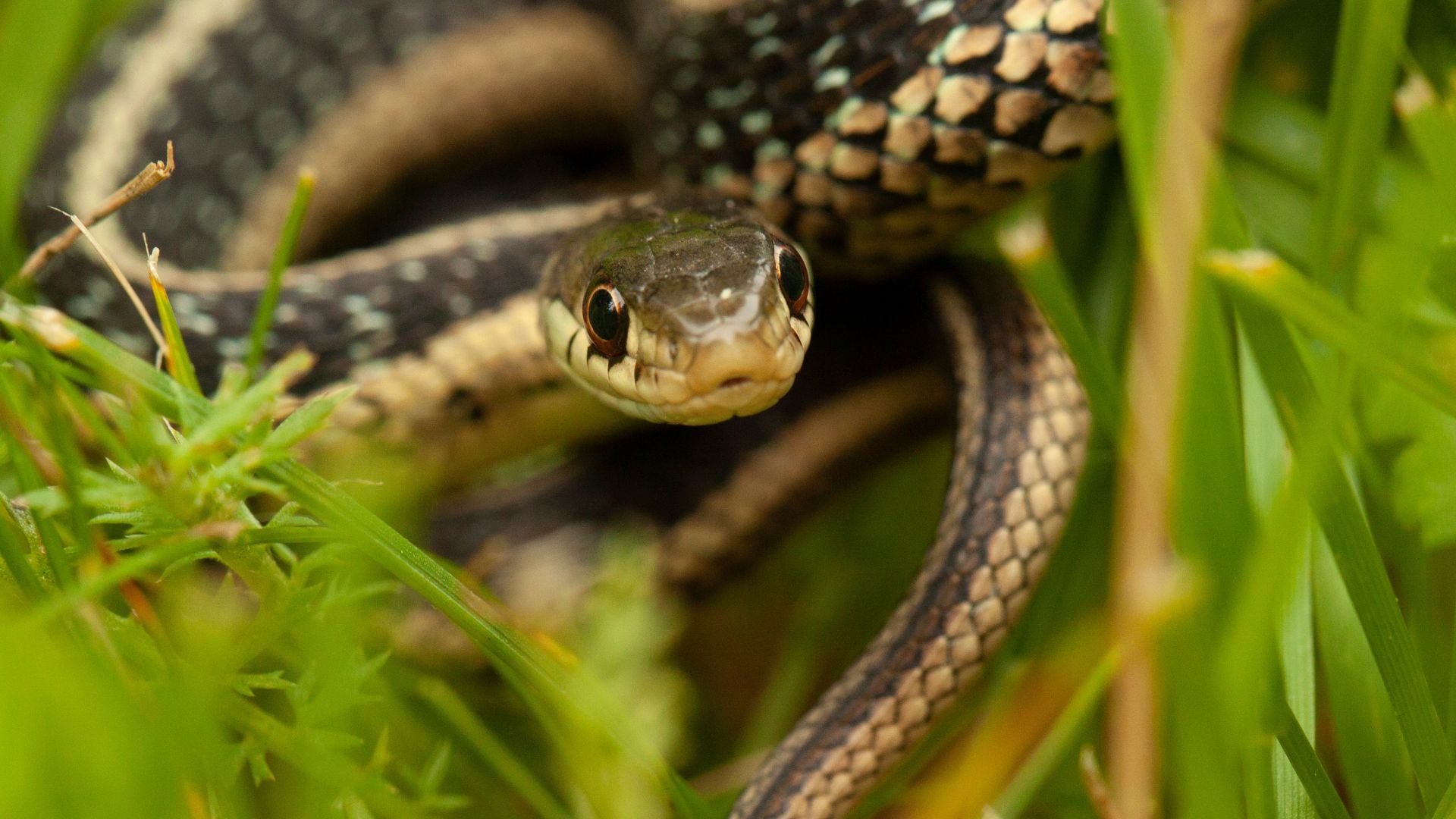 como afastar cobras da horta
